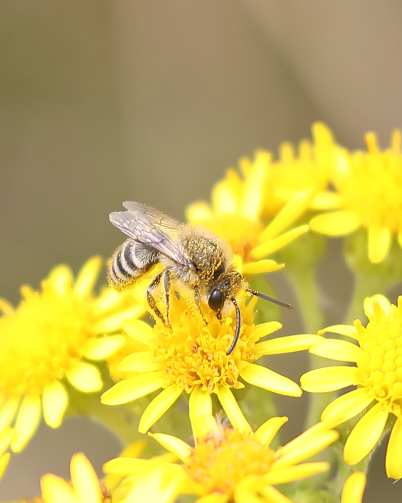 Colletes